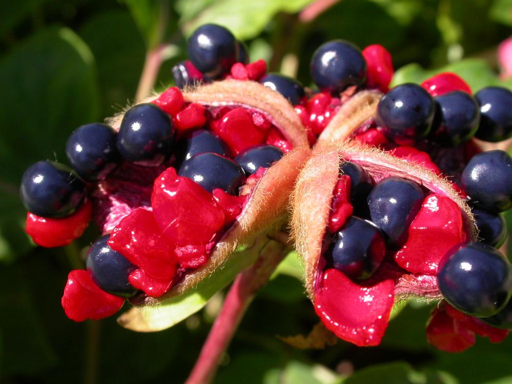 Growing peonies from seed discount