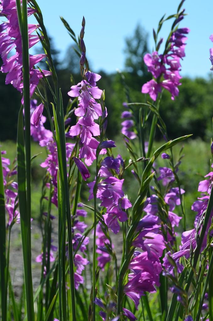Purple gladiolus shop