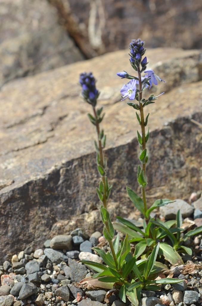 Veronica gentianoides sales