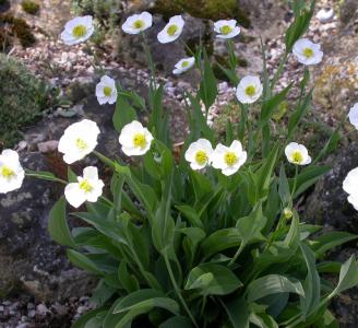 Growing Peonies From Seed  Wrightman Alpines Nursery